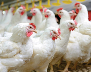 From Egg to Table: The Legacy of Today's Chicken